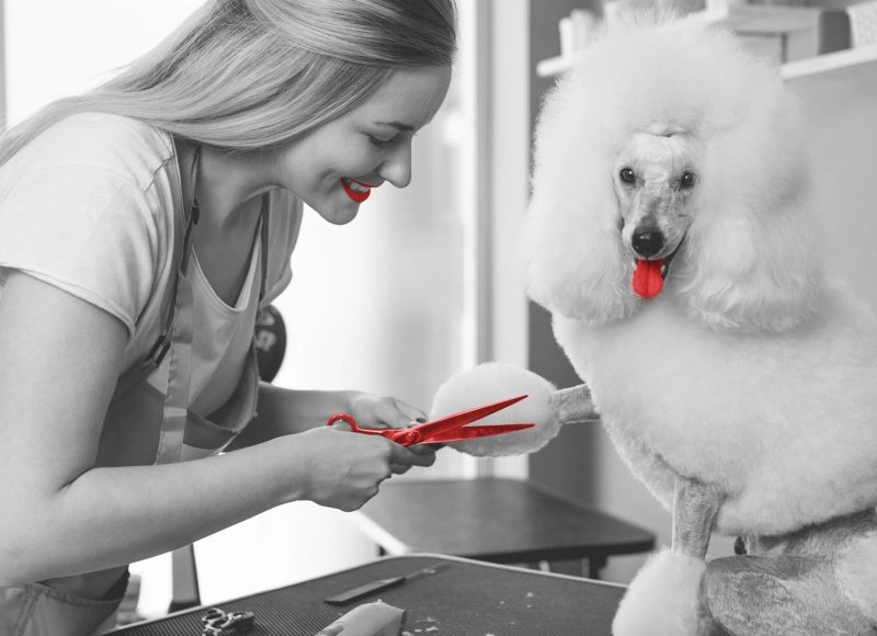 Pet grooming